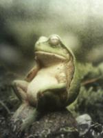 カエル