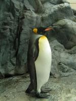 ペンギン