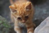 neko