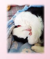 はなこの休日