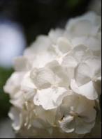 白い紫陽花