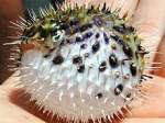 FUGU