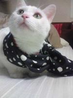 おしゃれキャット