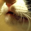 ごん