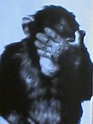 monkey