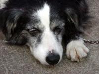 dog_01