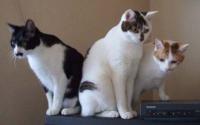 Ume & Sora & Runta