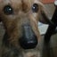 gigliのサムネイル