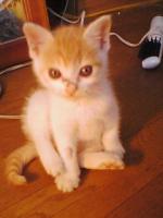 にゃお