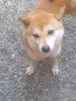 ぴぷ
