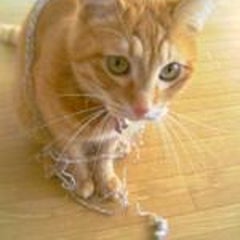 モロヘイヤ 花言葉 健康回復 かわいい黄色い花ですねぇ 初めて見ました Nekocchiさんのﾌﾞﾛｸﾞ