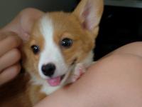 ピングレ