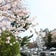 仙台！西公園！　お花見最新情報！