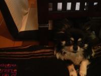 coco