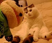 もっこ