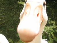 ＧＯＳＬＩＮＧ
