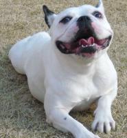 愛犬 アンリ