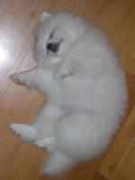 柳柳