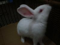 Nyala ๑(•ิ.•ั)๑