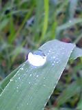 心の故郷 幸福の青い鳥
