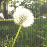 みぃ