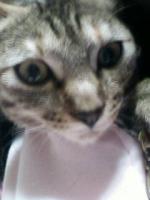 猫の目‐R