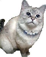 igachan