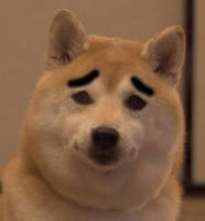 New-Zy犬