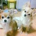 ともたん