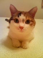 うきうきにゃんこ