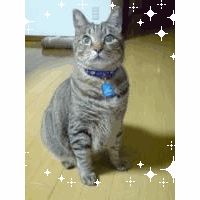 ライナ