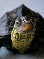 むーちゃん。