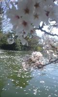 桜鬼