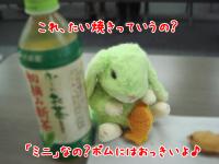 ポムちゃん