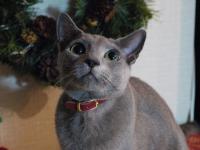 ポニョ子