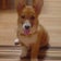 こーぎーらへん　～Corgi Lachen～