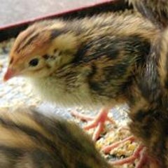 うづらのプロフィール