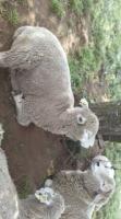 まいまぃ
