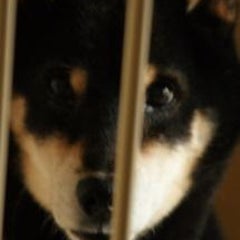 ヨシのプロフィール
