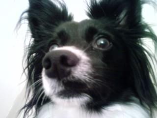Ｍａｋｏ