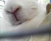 ロミコ