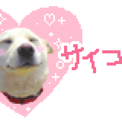 犬の保育園 ドッグケア Dog Funny ホテルもしてるよ