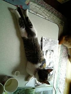 ぱぱん