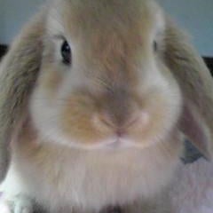 うさぎも花粉症 我が家の王子 うさぎのさらん うさぎも花粉症 我が家の王子 うさぎのさらん