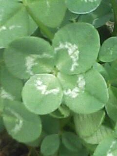 Trifolium repens