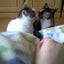画像 新・三匹がにゃこ！猫と京都と、ときどきカメのユーザープロフィール画像