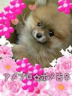 ポメ吉♀