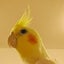 Birdbirdキャンディのサムネイル