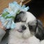 画像 ピロママの日記　　ゆるい犬の生活のユーザープロフィール画像