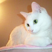 midomidoのおすすめのサムネイル